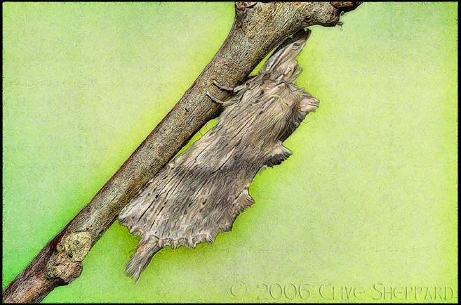 Pale Prominent Moth