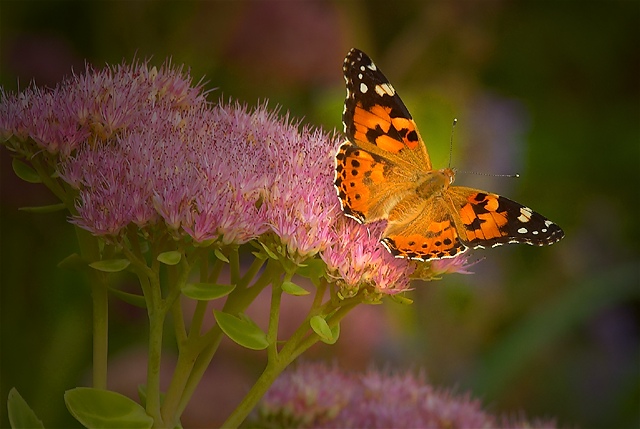 Butterfly on Sedum