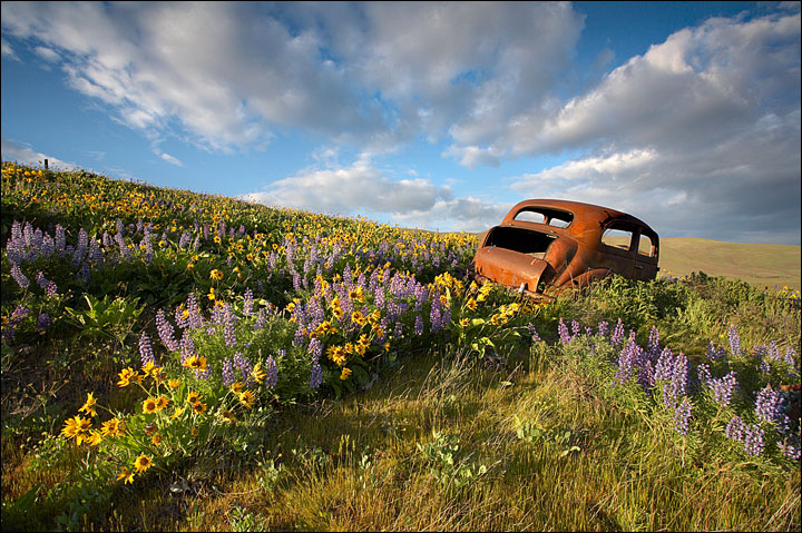 Who Parked In My Garden?