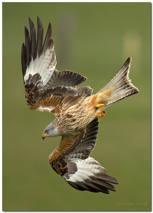 milvus milvus
