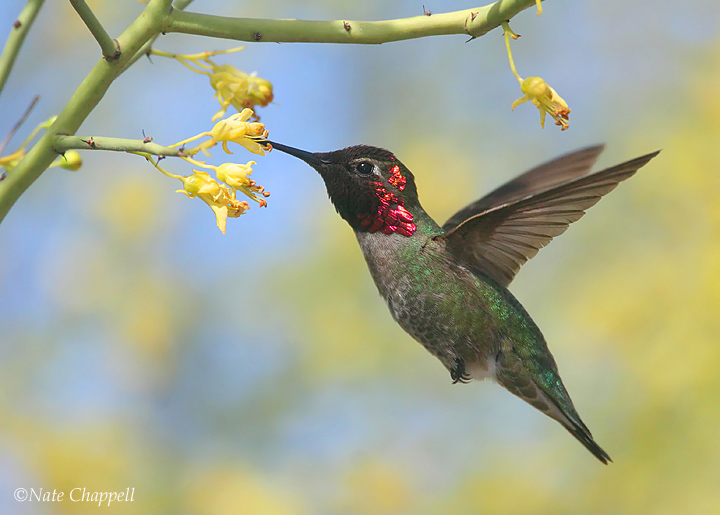 Anna's Hummingbird