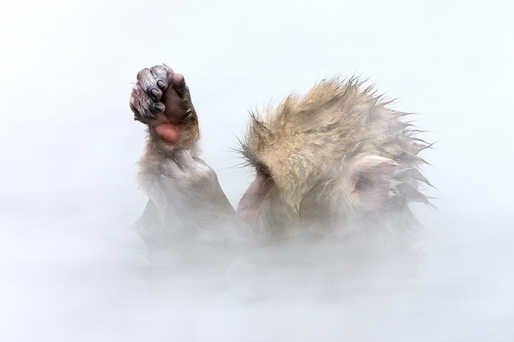 Japanese macaque