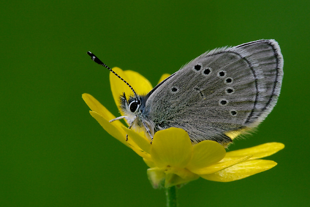 Silvery Blue