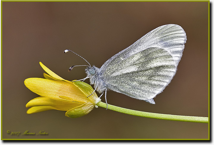 Leptidea sinapis