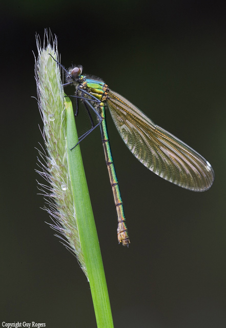 Banded Agrion female