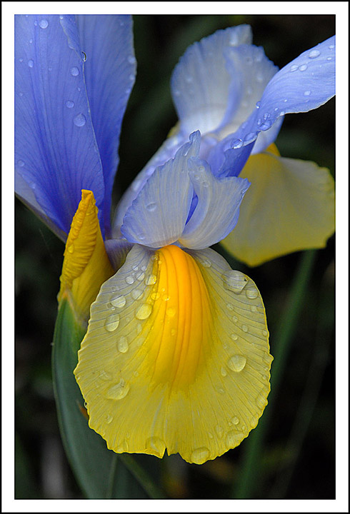 Iris Droplets II