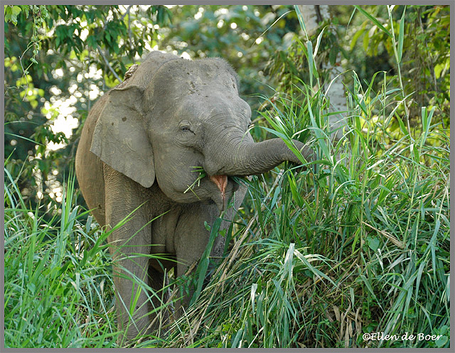 Bornean Pygmy Elephant