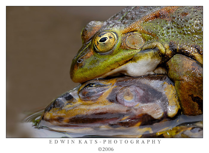 untill death do us apart  (Amplexus)