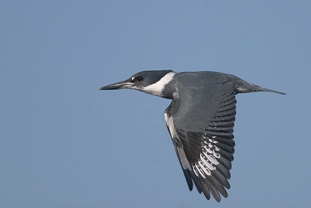 Belted Kingfisher on a mission