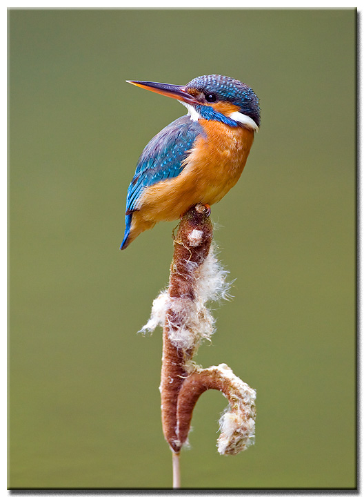 Kingfisher 'female'