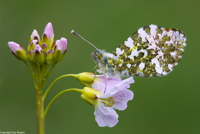 Orange Tip butterfly on Cuckooflower