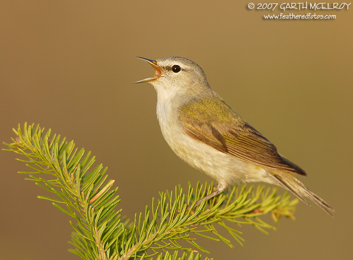 Tennessee Warbler