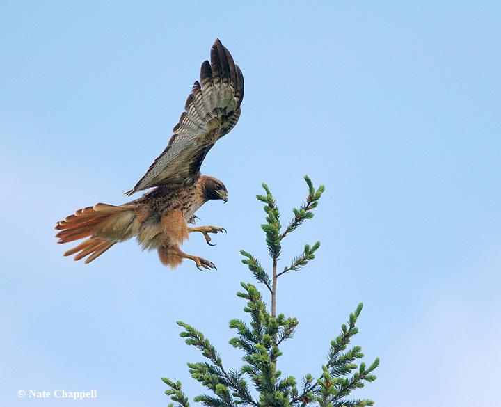 Red-tailed Hawk