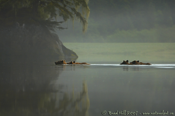 Misty Morning Dip