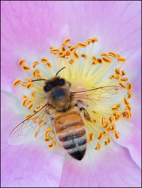 A busy little bee...