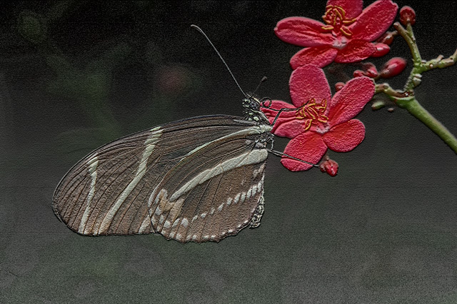 Bas Relief Butterfly