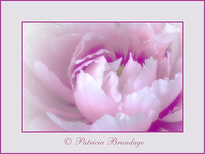 Peony #5