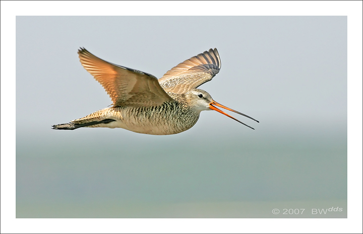 Marbled Godwit