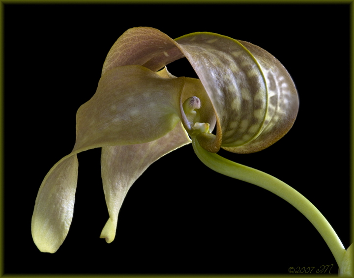 Bulbophyllum grandiflora