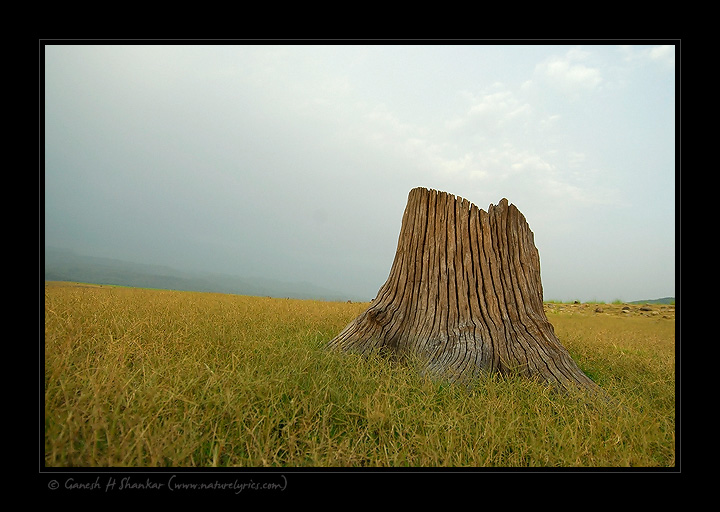A Stump..