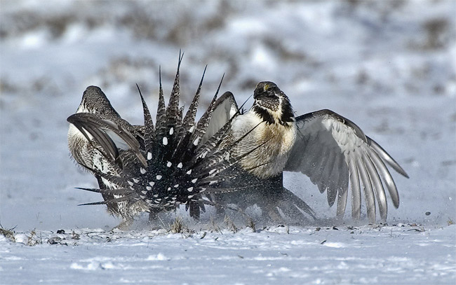 Sage Grouse battle