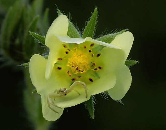 Spider on Cinquefoil
