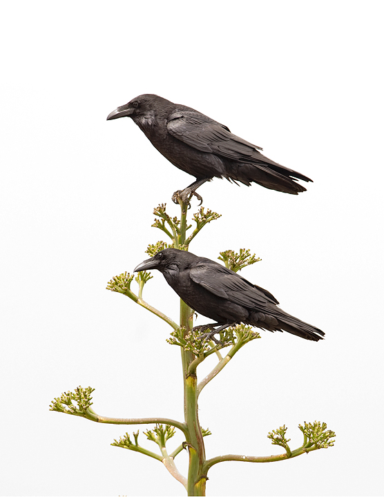 Ravens
