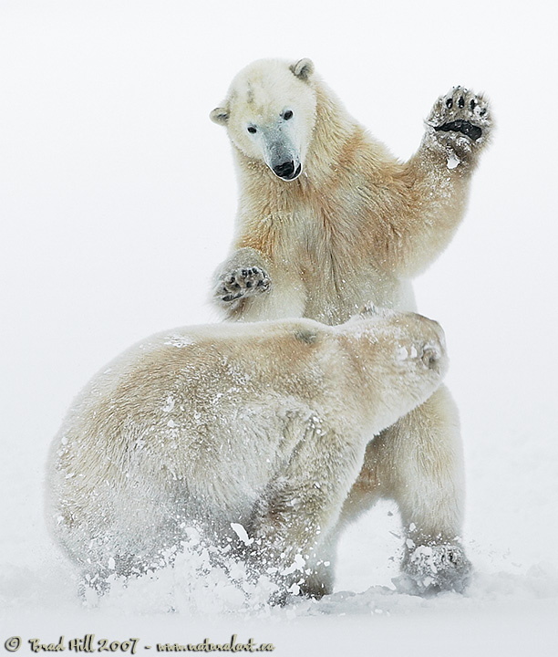 Spirit of the Tundra