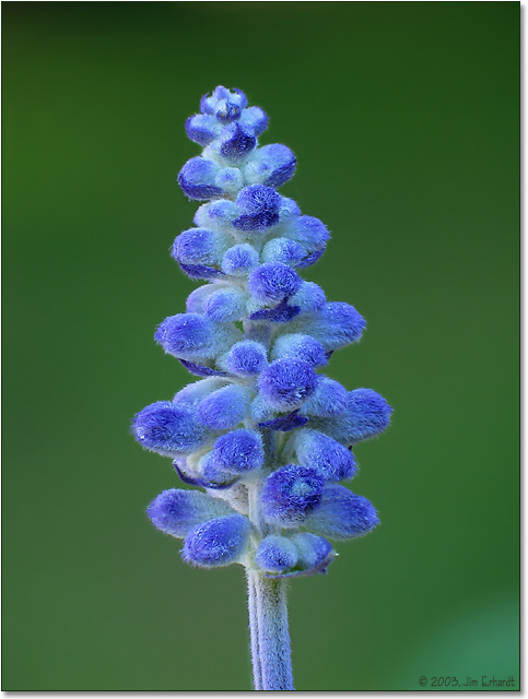 Salvia  Composite