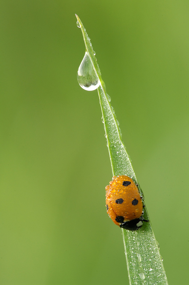 Ladybird + repost