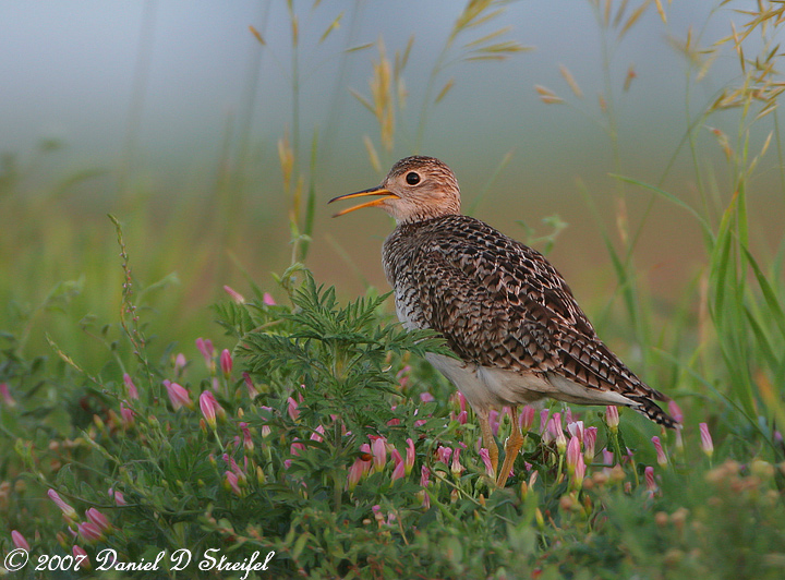 Upland Sandpiper