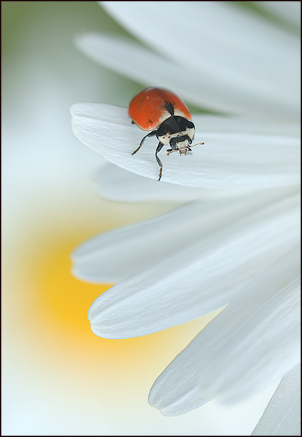 Harmony II