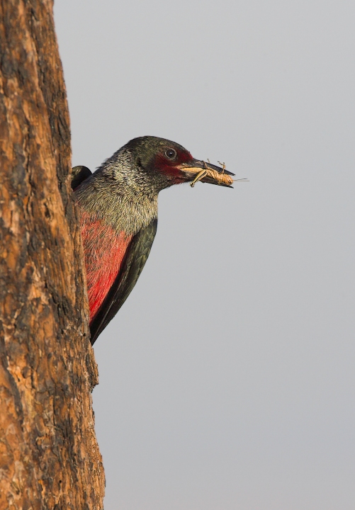 Lewis's Woodpecker and repost as requested