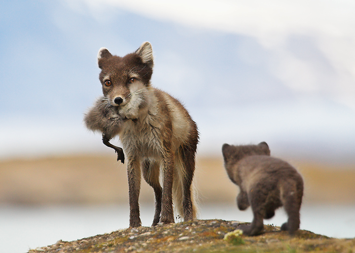 Polar Fox bringing kill to its cub