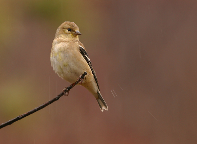 WC #121  Wet Goldfinch
