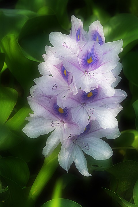 Water Hyacinth