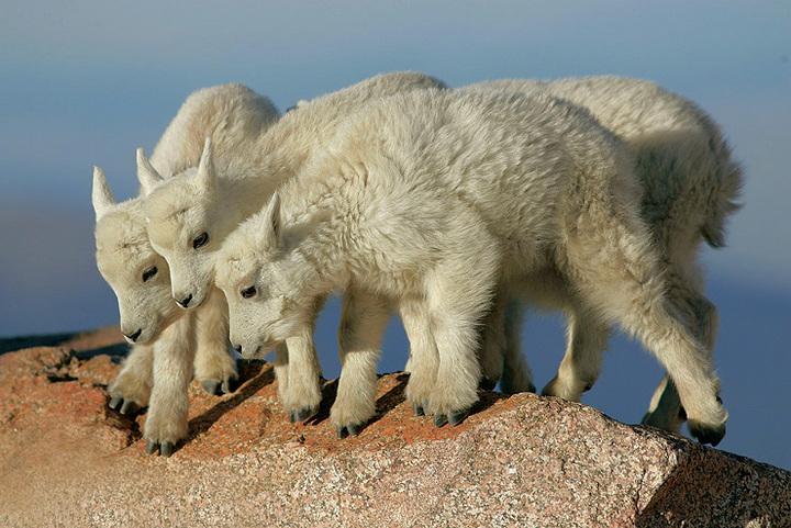 Mountain Goat Kids