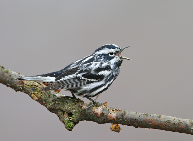 Black-and-white Warbler