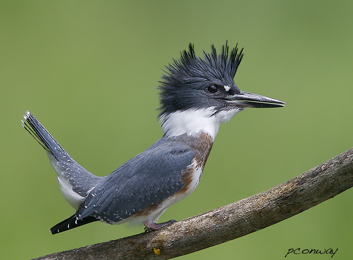Belted Kingfisher: Portrait in Profile