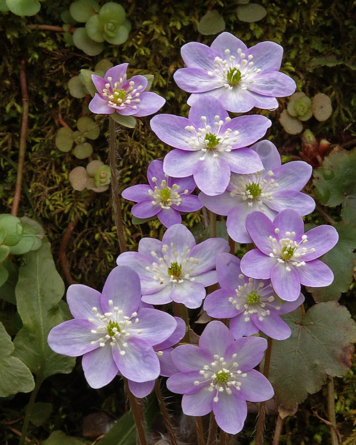 More Hepaticas
