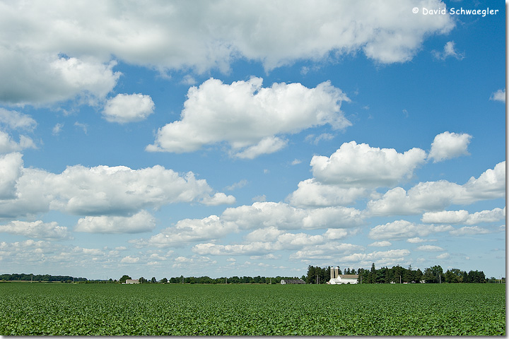 WC#290 The Bean Field