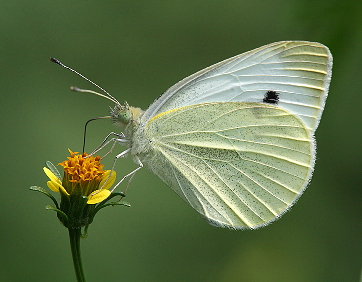 Garden Visitor