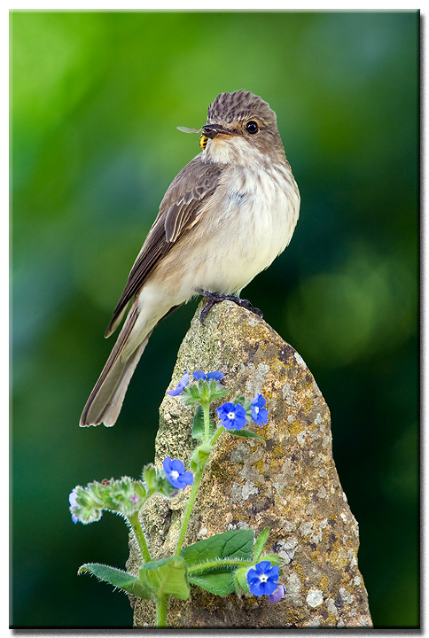 Spotted Flycatcher