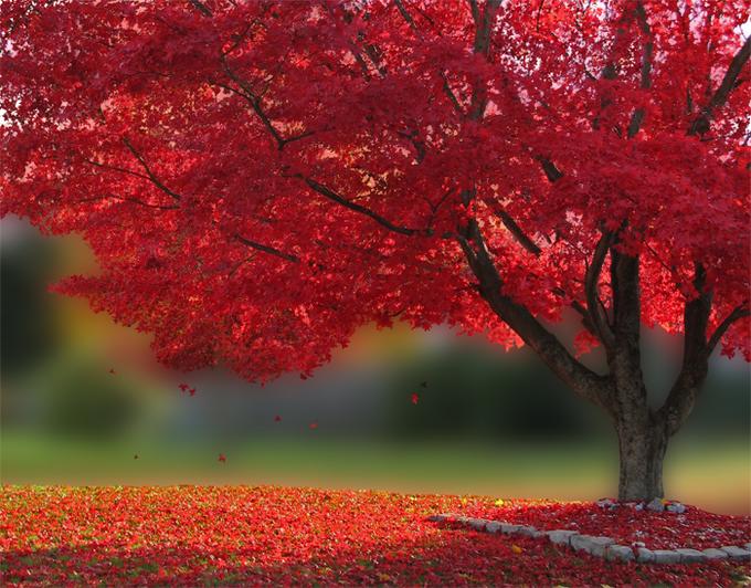 Grafton Fall tree