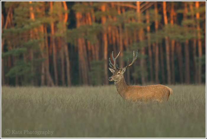 Red Deer