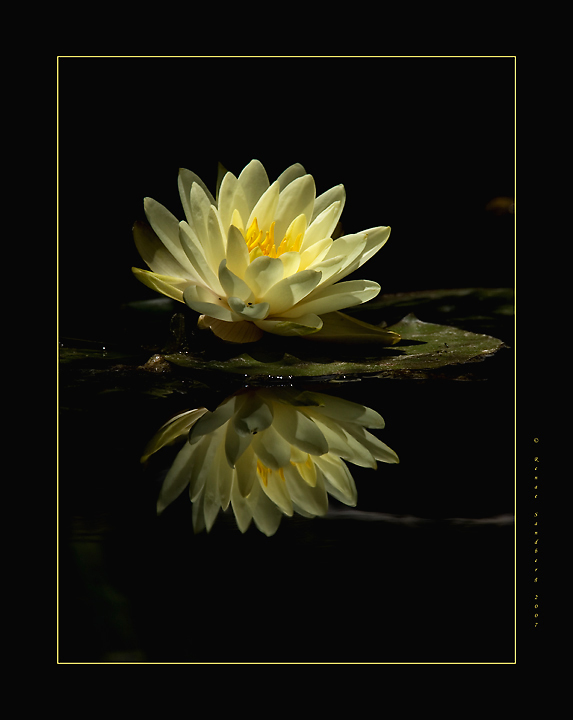 Waterlily 1
