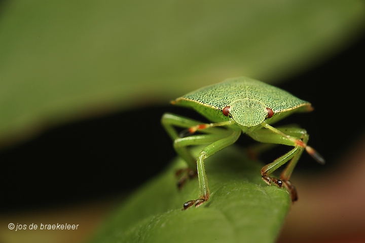 Green shield bug