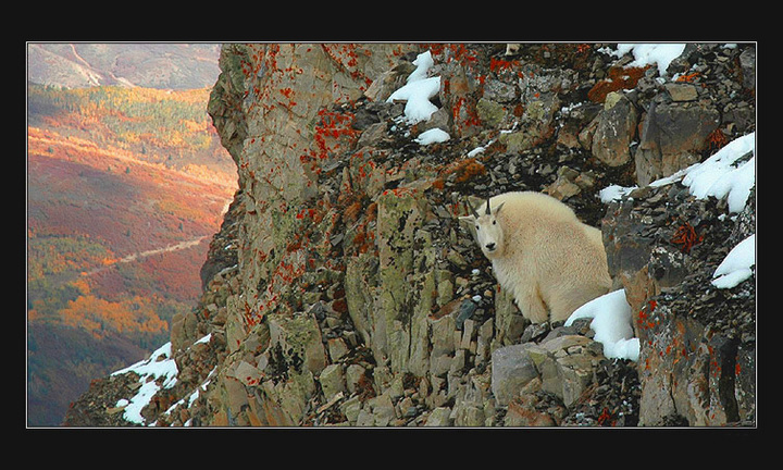 Rock Climber