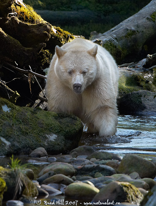 Spirit Bear Fishing