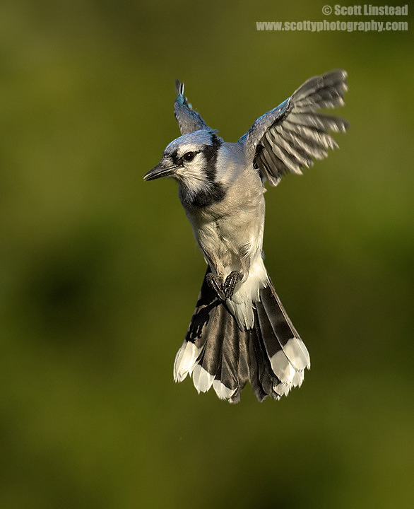 Blue Jay Incoming